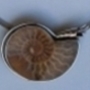 Ammonitanhnger